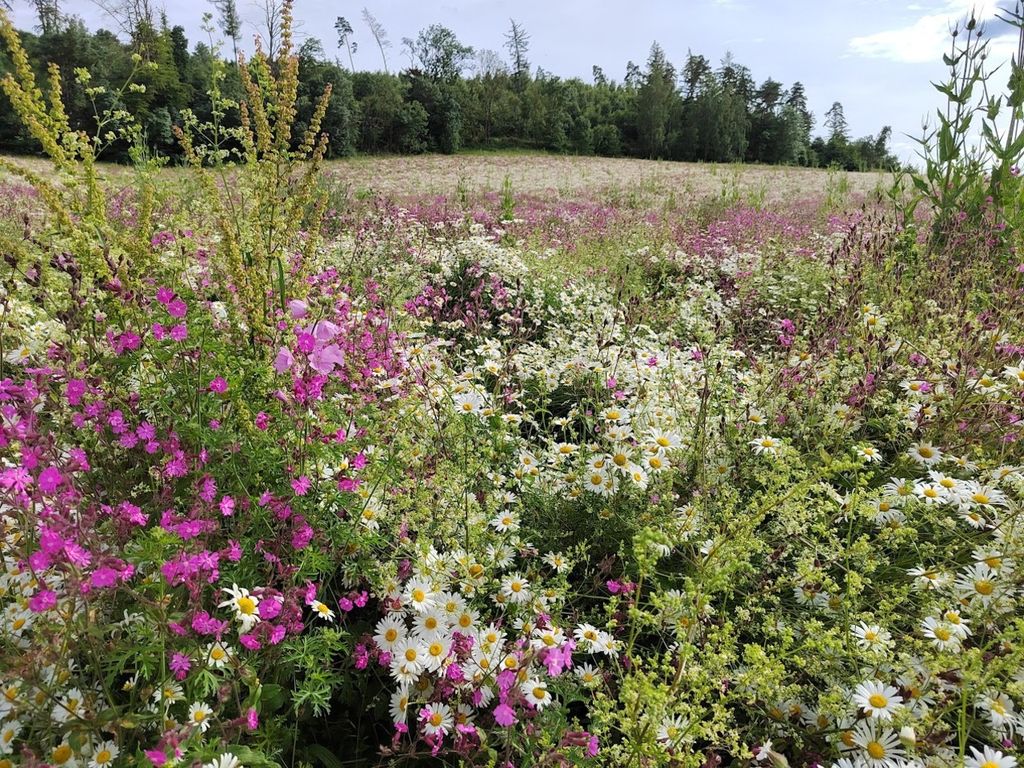 Blumenwiese Blumenwiese