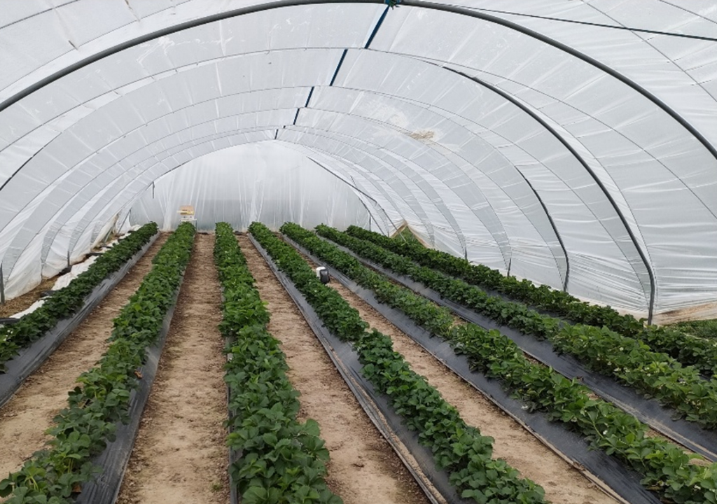 Auch in der deutschen Landwirtschaft kommen immer häufiger Plastikabdeckungen zum Einsatz. Auch in der deutschen Landwirtschaft kommen immer häufiger Plastikabdeckungen zum Einsatz.