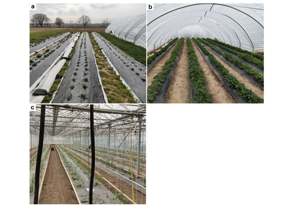 Verschiedene Methoden, wie Kunststoff in der Landwirtschaft genutzt wird: Plastikmulchfolien am Boden (a), Plastikabdeckung als Tunnel (b) oder Plastikmulchfolien in einem Gewächshaus (c). Verschiedene Methoden, wie Kunststoff in der Landwirtschaft genutzt wird: Plastikmulchfolien am Boden (a), Plastikabdeckung als Tunnel (b) oder Plastikmulchfolien in einem Gewächshaus (c).