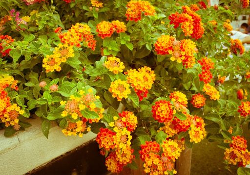 Lantana Camara: die Chamäleonpflanze, die mehr gibt, als sie scheint ... im Guten wie im Schlechten