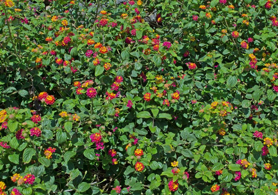 Lantana Camara