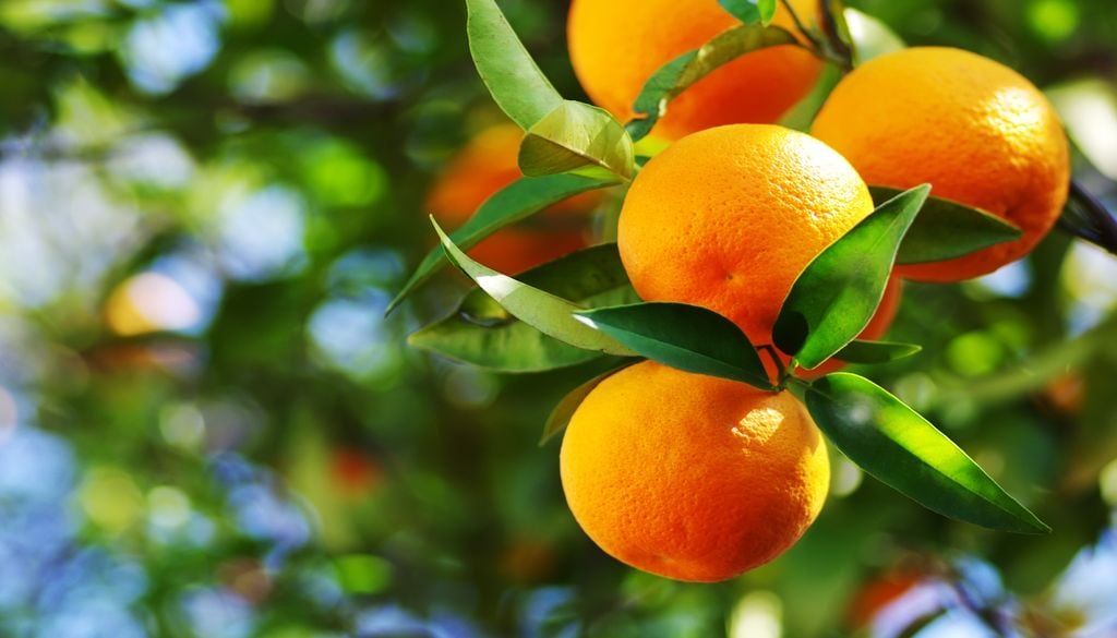 As mudanças no clima podem reduzir as áreas adequadas ao cultivo comercial de laranja-doce e deslocar parte da produção para novas regiões.