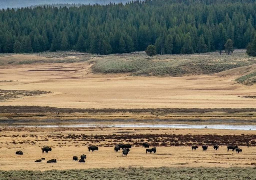 Animals within Yellowstone national park