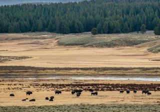 Yellowstone National Park has been home to big herbivores for over 2,000 years, but which ones?