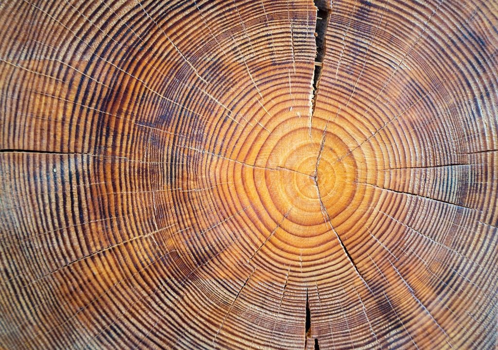 Tempêtes solaires : Des arbres anciens rappellent les événements historiques