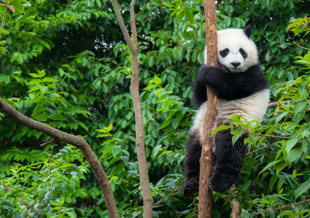 Panda lista roja