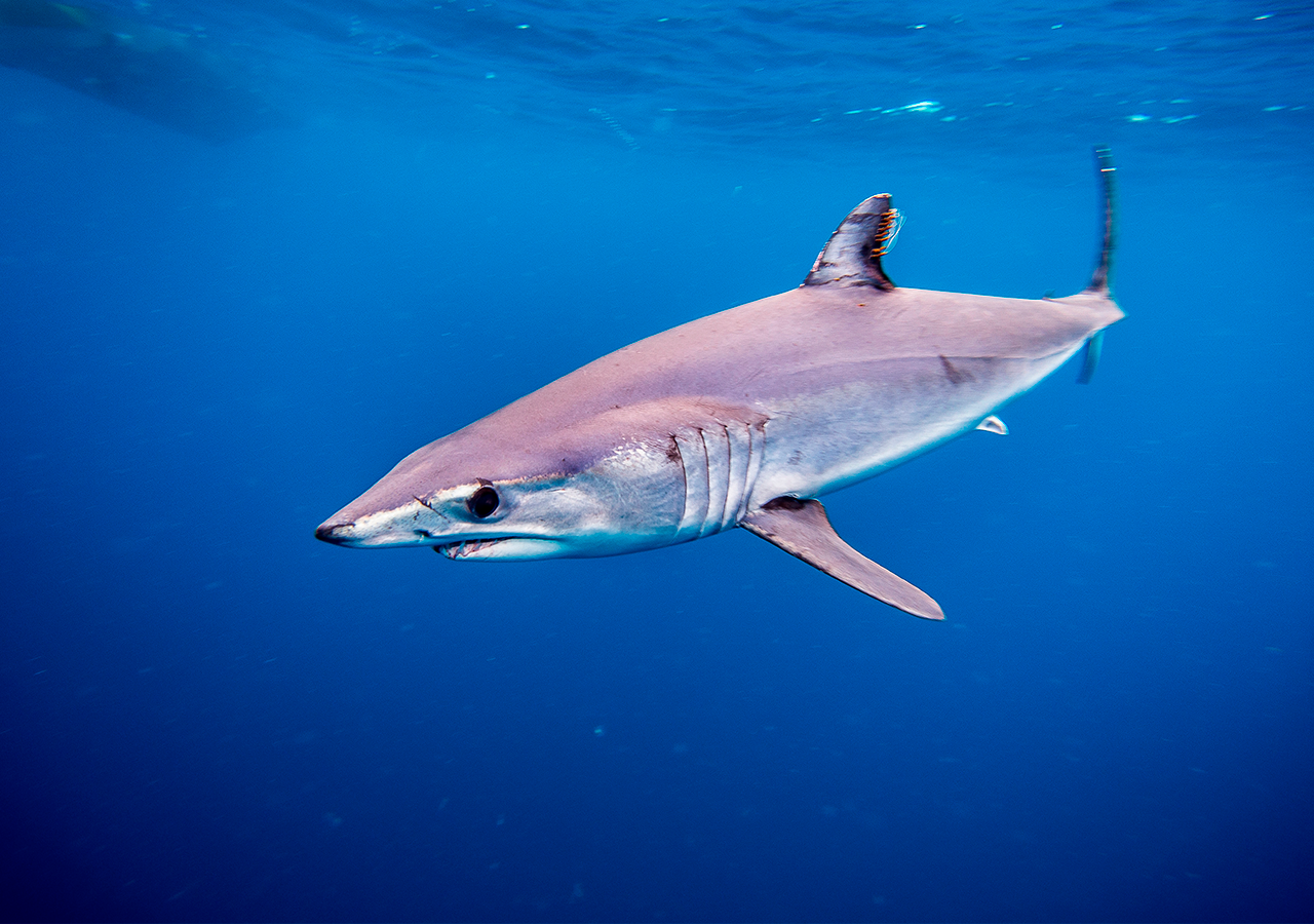 The 10 most common shark species that inhabit the Mediterranean