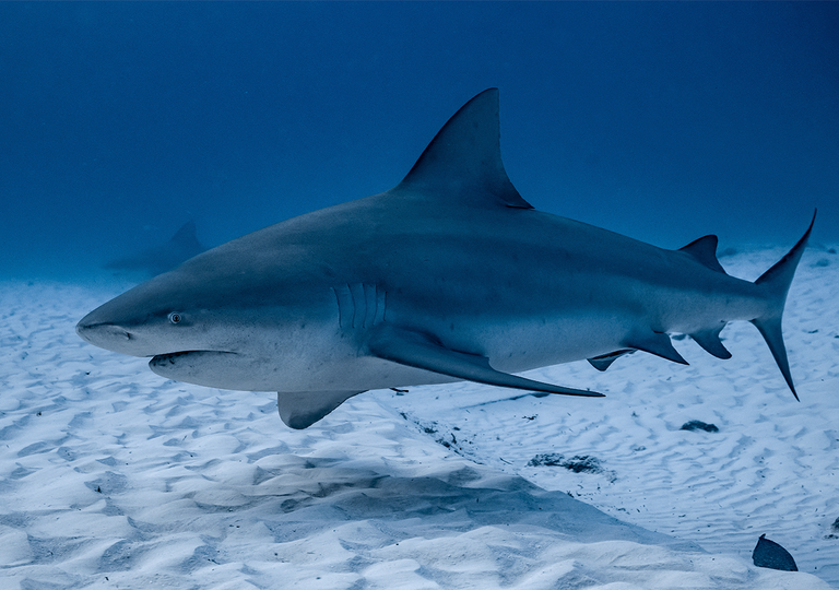 Types Of Sharks: Shark Species List With Pictures & Facts