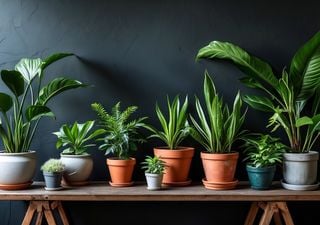 Las 4 plantas que mejor sobreviven en interiores fríos y con poca luz