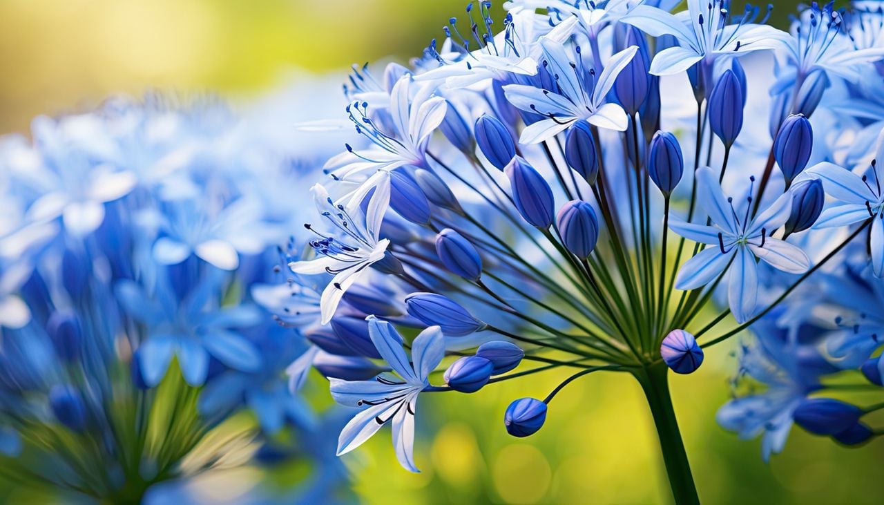 Les 5 astuces pour que votre agapanthe produise des fleurs plus grandes et plus colorées