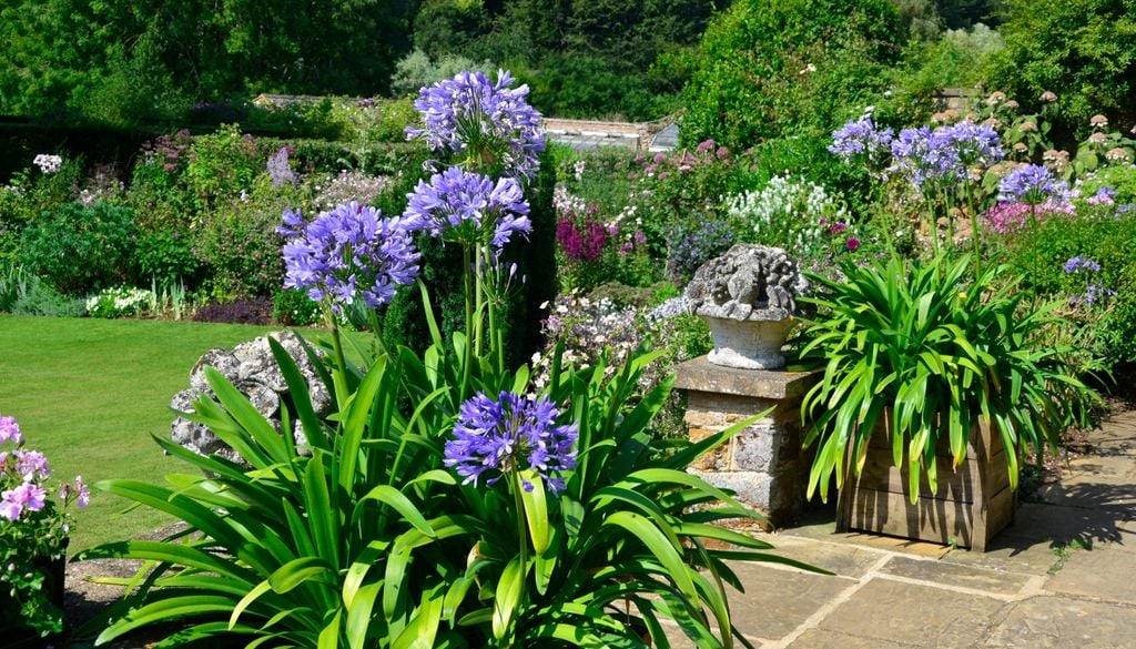 El Agapanthus puede cultivarse tanto directamente en el suelo como en macetas, siempre con un sustrato que permita un buen drenaje.