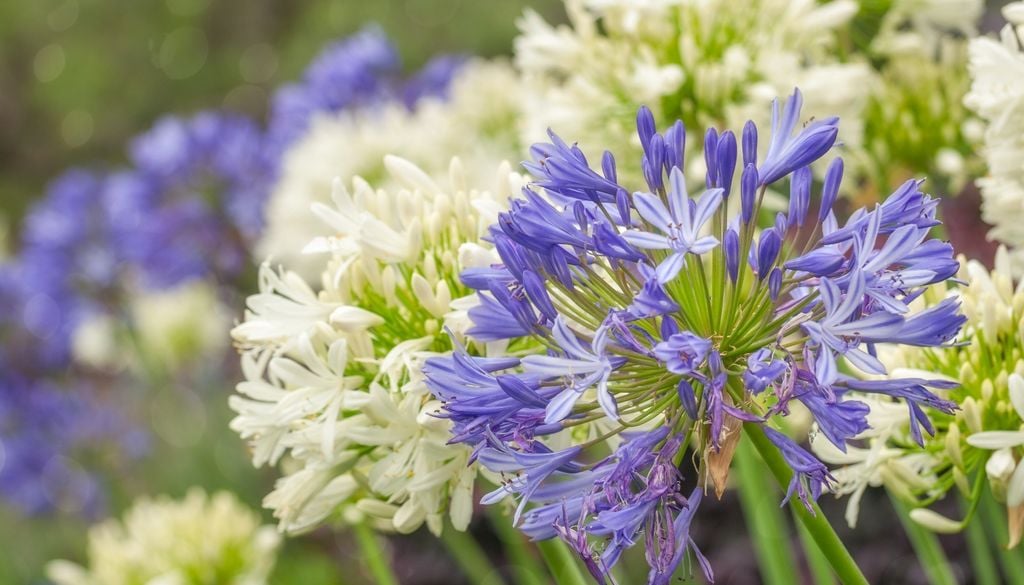 Una buena exposición al sol favorece una floración abundante y ayuda al Agapanthus a desarrollar tallos florales vigorosos.