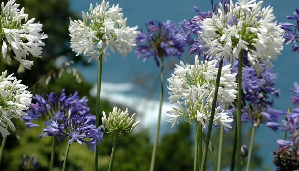 L’agapanthe produit de grandes inflorescences sphériques composées de nombreuses petites fleurs bleues, violettes ou blanches.