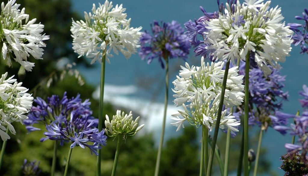 El Agapanthus forma grandes inflorescencias esféricas compuestas por numerosas flores individuales de color azul, violeta o blanco.