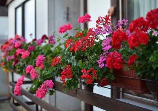 Las 5 plantas para poner en agua este 21 de septiembre que explotan de flores (pero atenci&oacute;n si ten&eacute;s mascotas)
