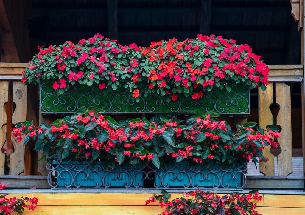 begonia Las begonias se destacan por sus flores vistosas y por adaptarse mejor a espacios luminosos sin exposición intensa al sol.