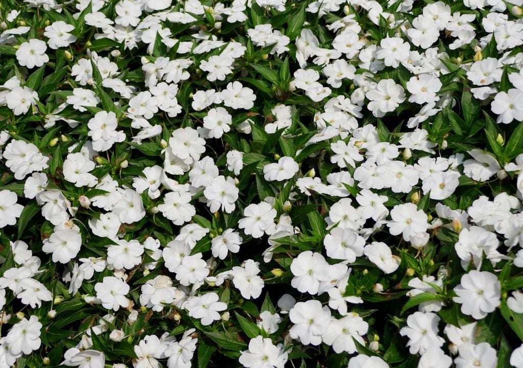 alegria La alegría del hogar es una de las especies más generosas en floración cuando recibe humedad constante y luz filtrada.