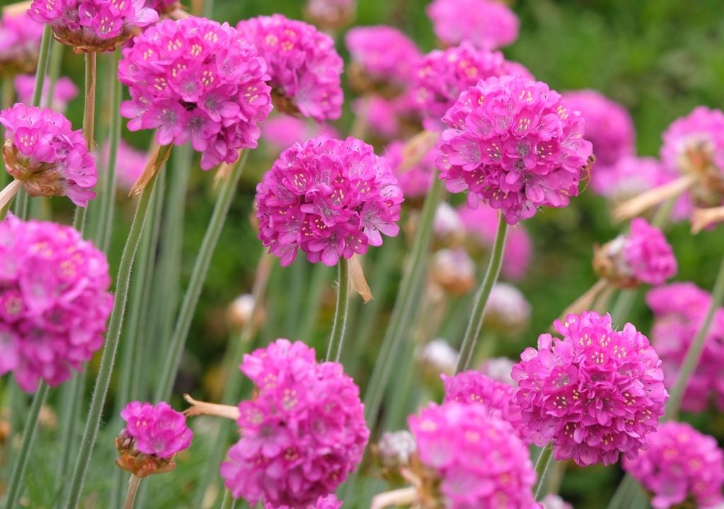 fucsia Las flores colgantes de la fucsia aportan color a macetas y cestos suspendidos, especialmente en ambientes frescos y con buena luminosidad.