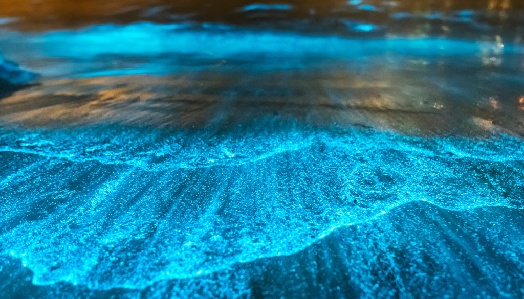 La bioluminiscencia se activa cuando el agua se agita, por eso cada paso u oleaje hace que el mar se "encienda" con destellos.