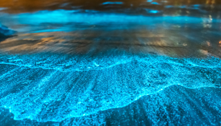 Las 5 playas con bioluminiscencia m&aacute;s espectaculares de M&eacute;xico