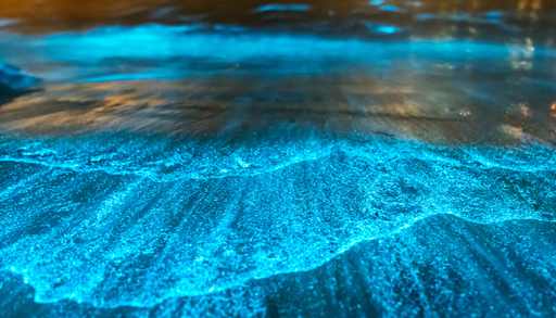 Las 5 playas con bioluminiscencia m&aacute;s espectaculares de M&eacute;xico