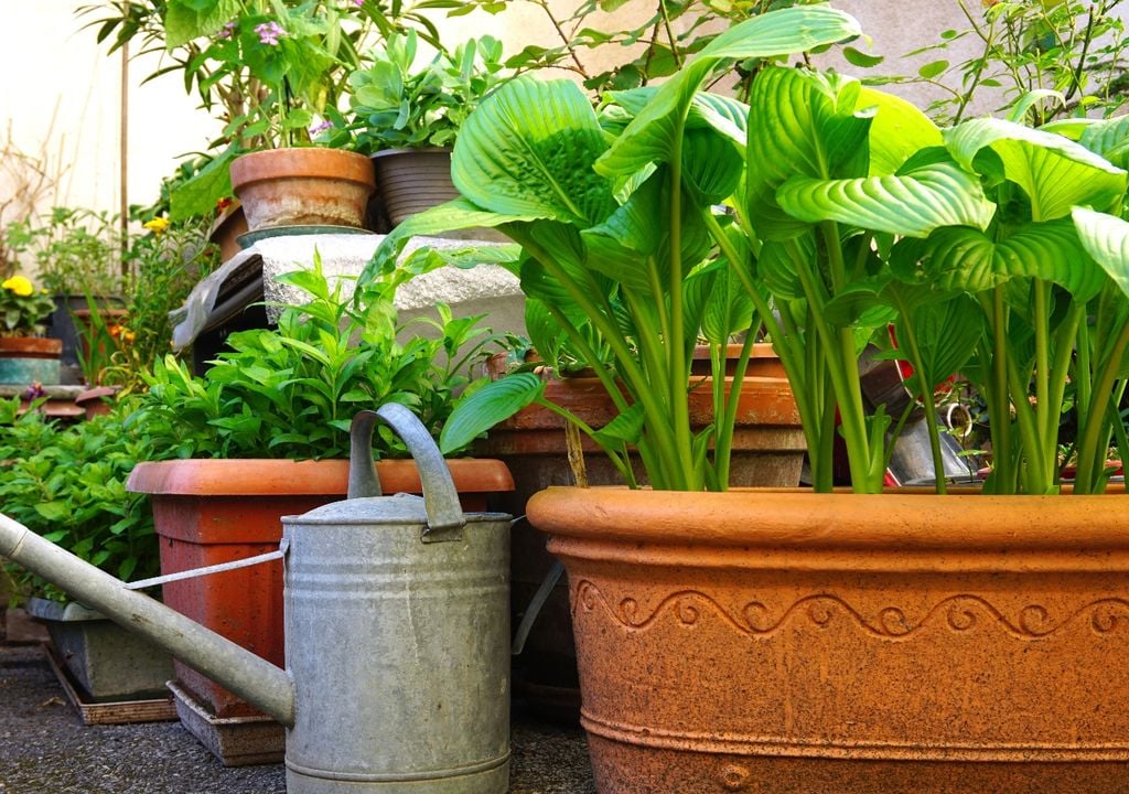 Una maceta compartida funciona mejor cuando todas las plantas necesitan cuidados similares.
