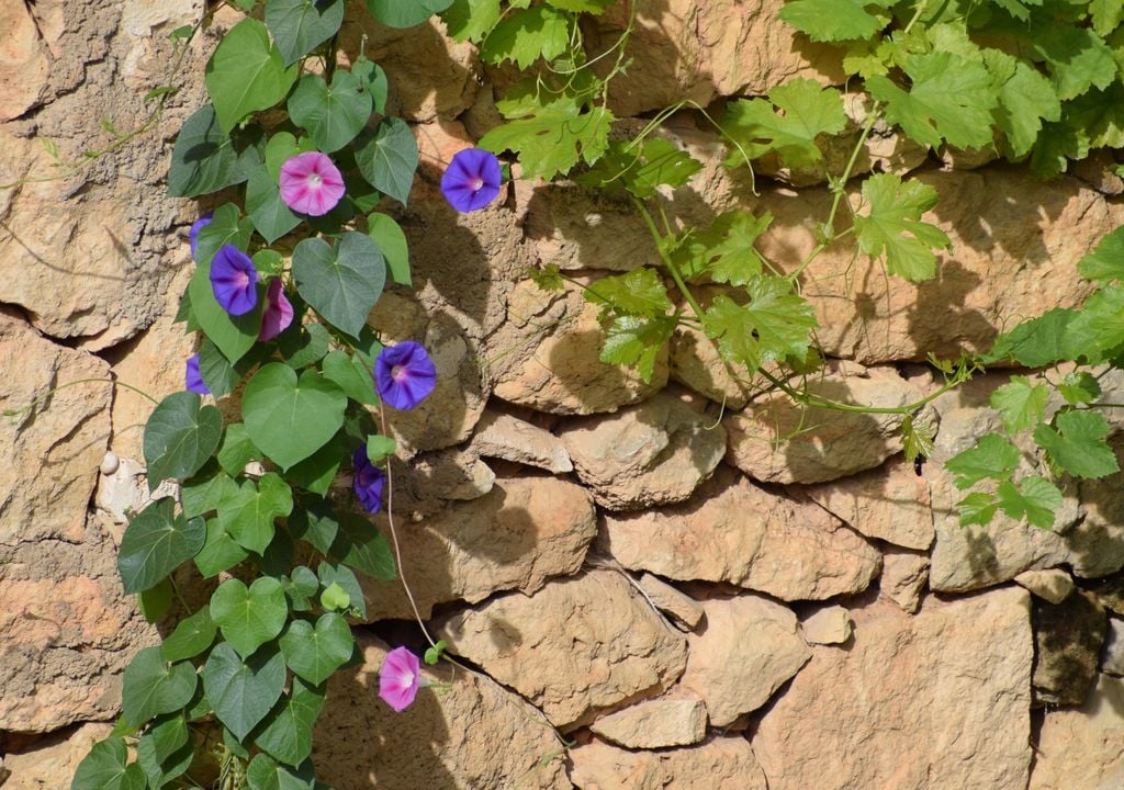 Don Diego, una flor aromática y de gran belleza visual