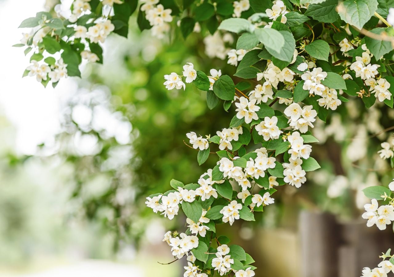 El jazmín, un inconfundible aromatizador natural en los jardines durante la primavera.