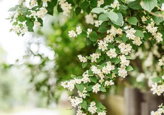 Las 6 plantas que huelen de noche y convertirán tu casa en un espectáculo esta primavera