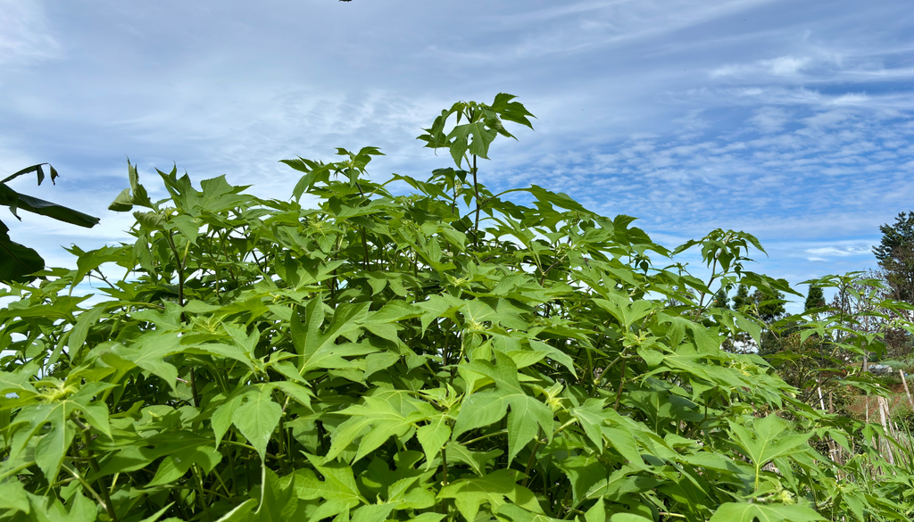 Un beneficio de podar bien es que obtienes más hojas tiernas y una planta más compacta y ornamental.