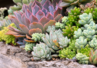 Las 7 suculentas "todo terreno" que aguantan el sol más brutal de México y casi no necesitan que las riegues