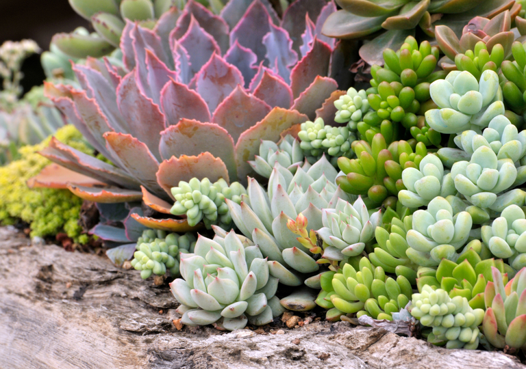 Las 7 suculentas "todo terreno" que aguantan el sol más brutal de México y casi no necesitan que las riegues