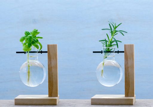 7 herbes parfaites à cultiver dans l'eau : fraîcheur et arôme sans prendre de place !