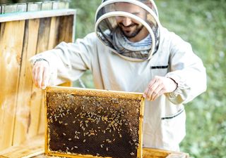 Las abejas no dejan de sorprendernos: estudio muestra que tendrían la capacidad de detectar rostros humanos