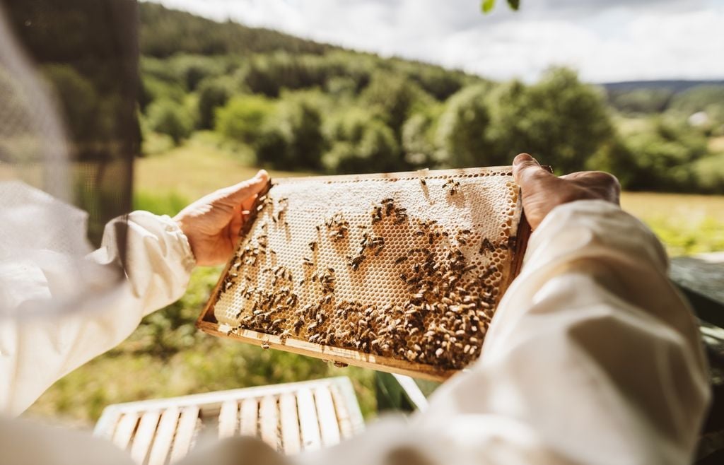abejas Las abejas regulan la temperatura de sus colmenas. Durante la crianza mantienen el área de cría cerca de los 35 °C mediante ventilación y otras conductas que protegen a las larvas.