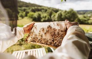 Las abejas tambi&eacute;n se preparan para El Ni&ntilde;o: qu&eacute; hacen los apicultores ante las lluvias que se vienen