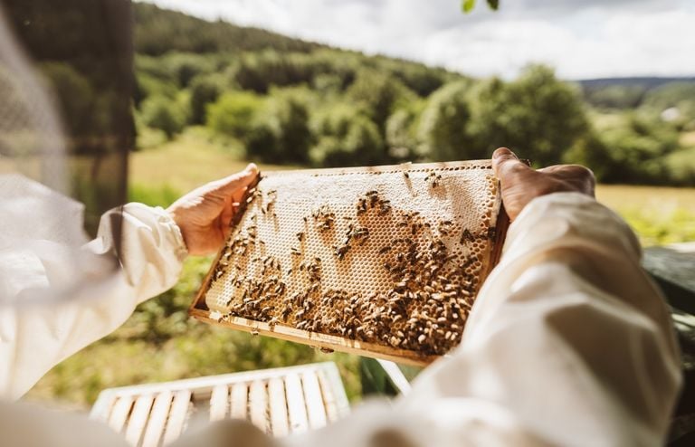 Las abejas tambi&eacute;n se preparan para El Ni&ntilde;o: qu&eacute; hacen los apicultores ante las lluvias que se vienen