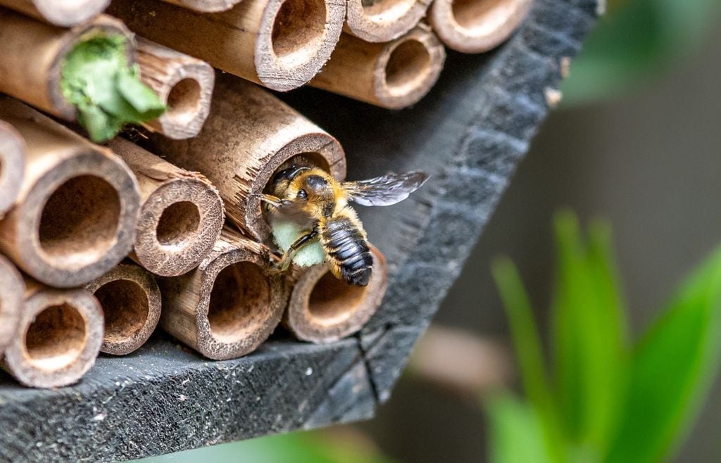 abejas Una abeja puede visitar cientos de flores durante una jornada. Transporta néctar en su buche melario y acumula polen en estructuras especiales de sus patas posteriores.