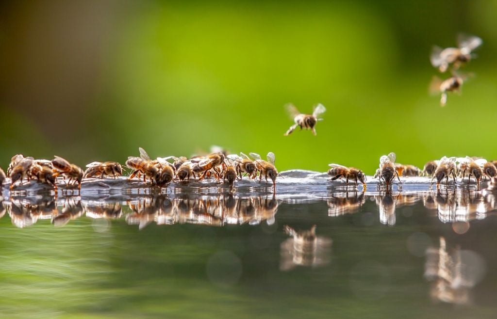 abejas Las abejas utilizan una danza para indicar dónde hay alimento. Con movimientos sobre los panales comunican la dirección y distancia de las flores, tomando como referencia la posición del Sol.