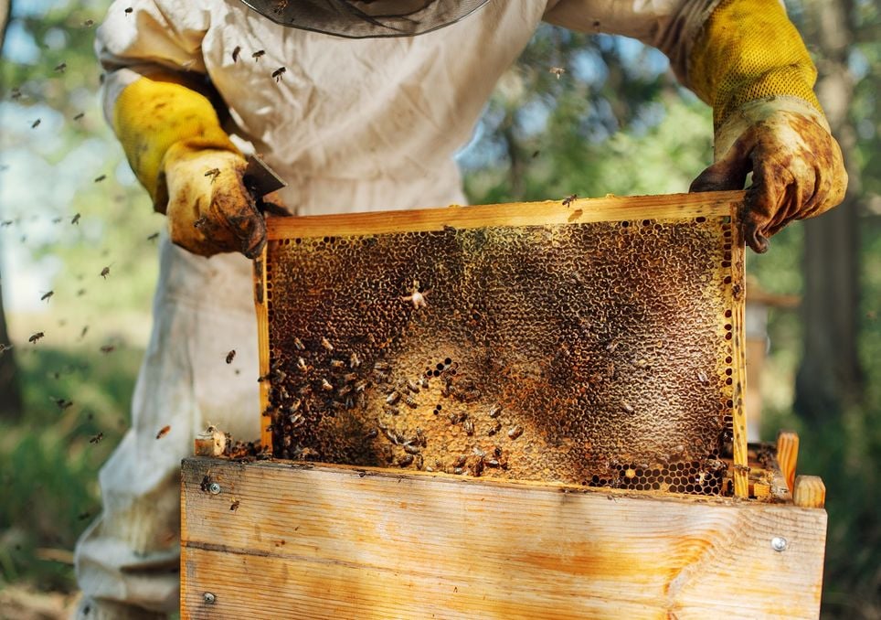Abejas; colmena; miel Abejas; colmena; miel