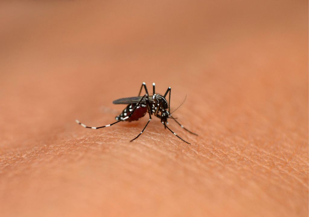 L’ambiente è sempre più favorevole alla proliferazione della zanzara tigre, che può trasmettere il dengue.