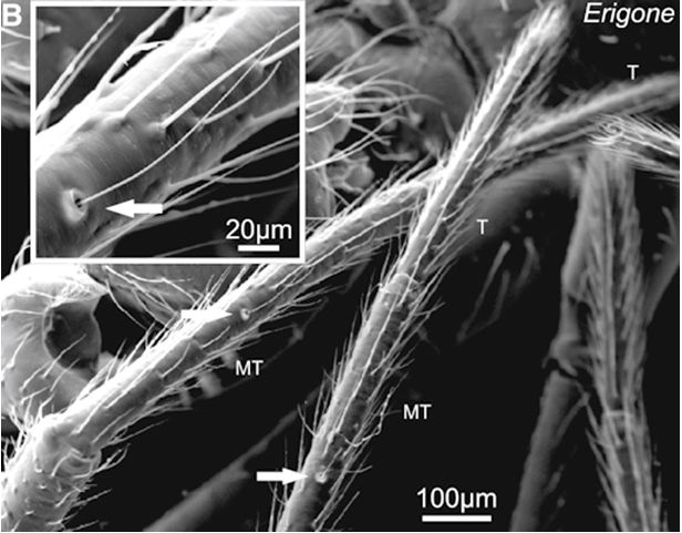 ?Este video muestra una araña volando en respuesta a campos eléctricos de laboratorio. De "Electric Fields Elicit Ballooning in Spiders.Los investigadores siempre se han preguntado sobre el papel de la electricidad en el vuelo de la araña. Charles Darwin pudo haber sido el primero. Escribió sobre esto durante sus viajes en el HMS Beagle (1831-1836). Un día, el barco estaba a 60 millas de la costa de Argentina cuando la plataforma fue inundada por arañas en globo. "El día era caluroso y aparentemente bastante tranquilo", escribió Darwin. Sin embargo, "repetidamente observé el mismo tipo de pequeñas arañas, ya sea cuando se colocaban o se arrastraban sobre una pequeña elevación, elevaban su abdomen, enviaban un hilo y luego navegaban horizontalmente, pero con una rapidez que era completamente inexplicable".Le llamaron particularmente la atención las arañas que usaban múltiples hebras de seda que se extendían en forma de abanico. En lugar de enredarse mientras avanzaban por el aire, los hilos permanecían separados. ¿Fueron repelidos por una fuerza electrostática?Todo esto plantea la posibilidad de que las arañas se vean afectadas por el tiempo espacial, ya que los campos eléctricos son perturbados por los rayos cósmicos y la actividad solar.Los grupos de investigación han demostrado conexiones entre el tiempo espacial y la electricidad atmosférica en una variedad de escalas de tiempo:Días: las eyecciones de masa coronal (Coronal mass ejections, CME) del sol pueden barrer los rayos cósmicos a medida que pasan por la Tierra, causando reducciones temporales en la ionización atmosférica del 30%. Nuestros propios globos de rayos cósmicos Spaceweather.com/Earth to Sky han medido estos eventos. [ref]Meses: las mediciones en el Observatorio Atmosférico de Reading University en el Reino Unido han demostrado que los voltajes pueden fluctuar + -15% a medida que la Tierra entra y sale de la lámina de corriente heliosférica (una enorme estructura magnética corrugada centrada en el sol) cada ~ 27 días. [ref]Años: durante el siglo XX, los voltajes atmosféricos de buen tiempo en los sitios de Escocia y el Reino Unido disminuyeron en unos factores de ~ 25% debido a una disminución a largo plazo de los rayos cósmicos. [ref] Esa tendencia lenta ahora se está revirtiendo a sí misma a medida que los rayos cósmicos se intensifican nuevamente.¿Podrían los patrones de migración de los vuelos/ globing de las arañas verse afectados por el tiempo espacial?"Es completamente posible, pero simplemente aún no lo sabemos", dice Morley. "Los experimentos que hemos llevado a cabo se basan principalmente en laboratorio, lo que ayuda a eliminar las variables de confusión. Un siguiente paso en el proyecto es llevar todo esto al campo y buscar patrones. Tener en cuenta la actividad solar podría ser muy interesante".Enlace permanente a este artículo se puede encontrar aquí.Spaceweather.com