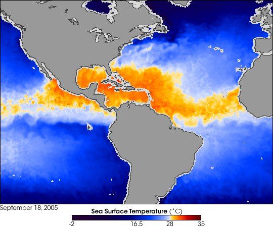 Imagen de la temperatura superficial del agua del mar para el 18 de septiembre de 2005, según escala adjunta. Imagen y crédito NASA. Ver texto para más detalle.El otoño nos trae temperaturas más frescas, pero no necesariamente aguas más frías – o un tiempo más tranquilo. Mientras que los norteamericanos y canadienses sacan sus suéteres por las mañanas frías en septiembre y octubre, las temperaturas calidas del océano pueden continuar generando huracanes hasta noviembre.En esta imagen, el azul indica temperaturas frescas del océano mientras que el naranja indica aguas más calientes capaces de aprovisionar de combustible a los huracanes. El área en el océano Atlántico afectado y barrido por huracán Ofelia parece como un gran dedo en azul de un agua más fresca que señala hacia las Carolinas. Cuando los huracanes evaporan las aguas superficiales calientes, aguas más frías y más profundas son elevadas en océano hasta que las substituye. El agua caliente del océano forma el motor que conduce a un huracán y éste puede arrancar desde un lugar tan lejano como África occidental.Originándose como " una especie de semilla huracanada ", otra perturbación atmosférica llamada onda del este en la costa oeste de África le ayuda a desarrollarse y a viajar sobre las aguas tropicales cálidas del Atlántico, tomando el vapor de agua mientras se desplaza. Algunas tormentas tropicales, como Ofelia, “tiran” del agua fresca para arriba de las profundidades del océano para sustituir el agua caliente que se evapora en la tormenta tropical. Mientras las tormentas están en movimiento, continúan tomando energía de las aguas calientes de la superficie del océano.Los huracanes que siguen la estela de otros, no gozan de la misma fuente de energía porque las tormentas tropicales anteriores han elevado las aguas frescas a la superficie.Sin embargo, cuando las tormentas tropicales o huracanes entran el golfo de México la situación es diferente. Aunque el Atlántico tiene aguas frías debajo de las aguas superficiales, las del Golfo no las tienen; su columna entera de agua es caliente.Katrina dejó un rastro de agua frescas cerca de la costa de la Florida, pero ese rastro ha sido eliminado desde entonces al ascender aguas calientes del Golfo. Los colores anaranjados extensos a través del Golfo indican que la temperatura ha alcanzado el umbral de temperatura de huracán, cerca de 28 grados de centígrado: el Golfo es de nuevo capaz de mantener una tormenta tropical intensa.La imagen superior es de Jesse Allen, del Observatorio de la Tierra, basada en datos que recolectó Advanced Microwave Scanning Radiometer-EOS (AMSR-E) de la NASA el 18 de septiembre de 2005. El Observatorio de la Tierra agradece David Adamec por la interpretación de la imagen.Más en:http://earthobservatory.nasa.gov/Newsroom/NewImages/images.php3?img_id=17038