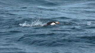 Las aves marinas mueren de hambre en borrascas con olas "lavadora"