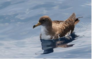Las aves, nuevos detectores de la velocidad de las corrientes marinas