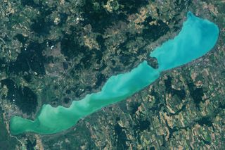 Las azules floraciones en lagos: hallazgos desoladores