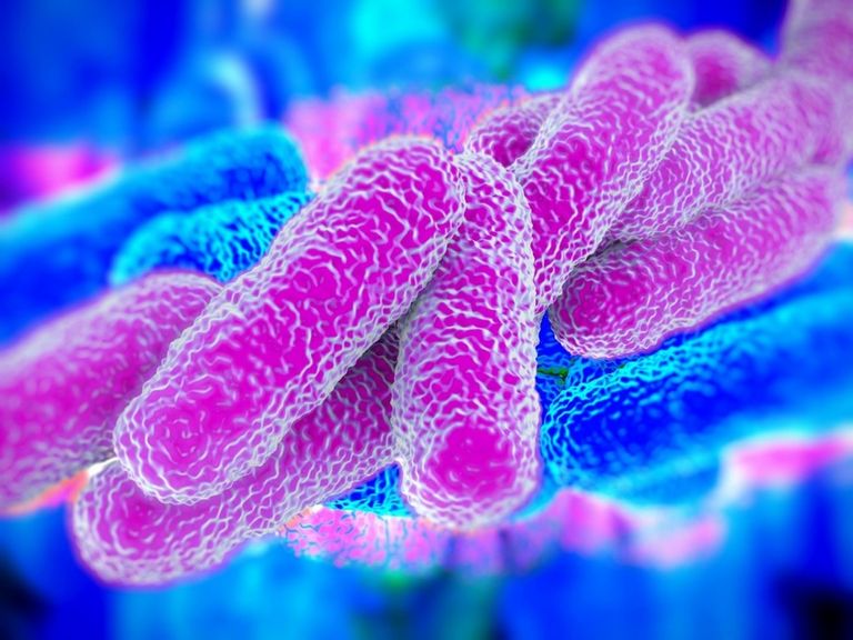 A Que Temperatura Pueden Morir Las Bacterias