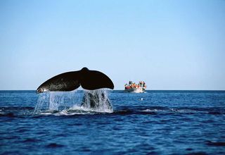 Las ballenas: asesinadas por la ciencia