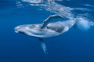 Las ballenas azules "bailan" al ritmo del viento para buscar alimento