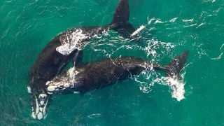 Las ballenas grises se ven afectadas por los cambios en las condiciones del Ártico